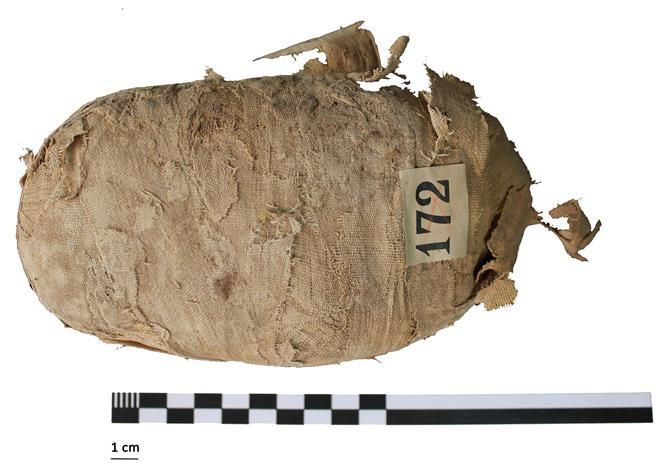 Egyptian mummy, cat, snake, urban center university Egyptian mummy, cat, snake, urban center university