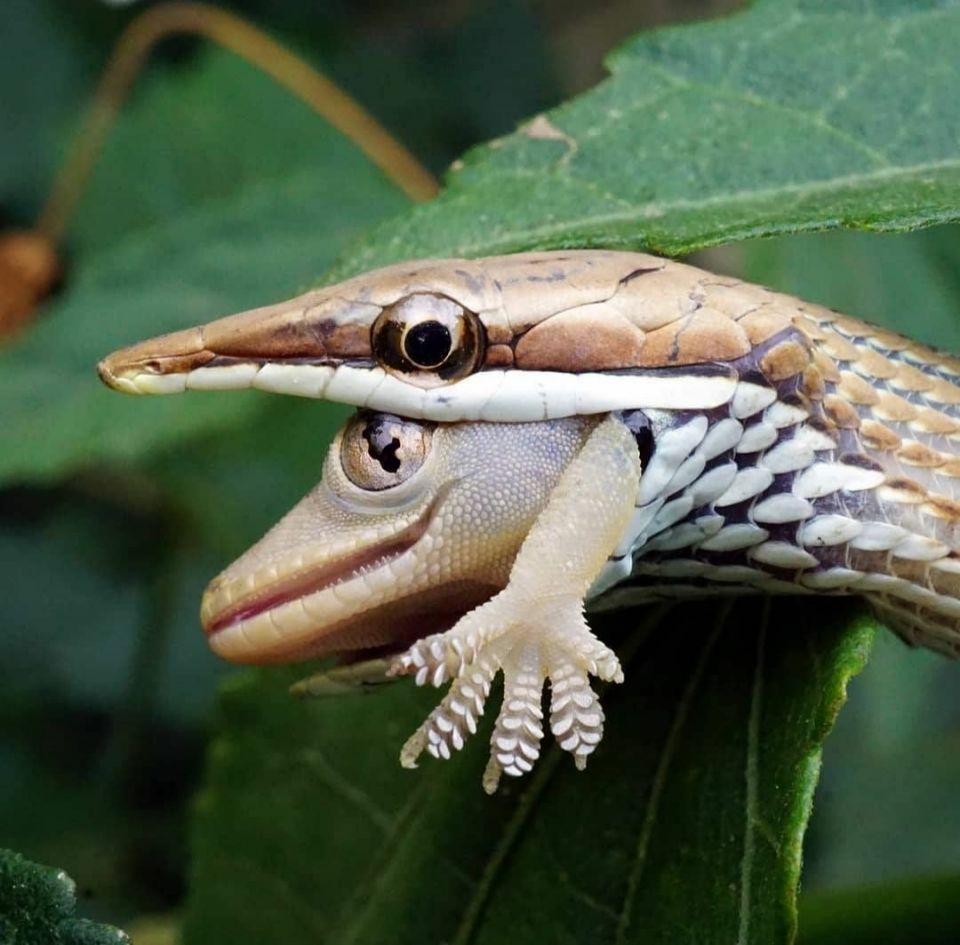 Gecko Hemidactylus, house gecko, animal, lizard Gecko Hemidactylus, house gecko, animal, lizard