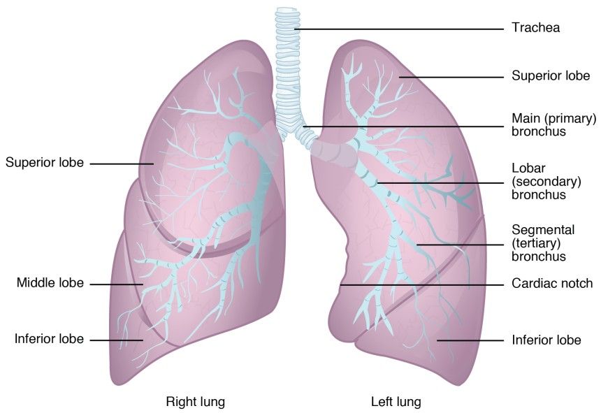 Netherlands, Scientists , lungs , health, covid-19, corona Netherlands, Scientists , lungs , health, covid-19, corona