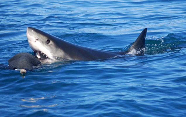 Emergency Services,  Greenmount Beach,  Man Dies,  Shark,  Shark Bite,  Southern Gold Coast