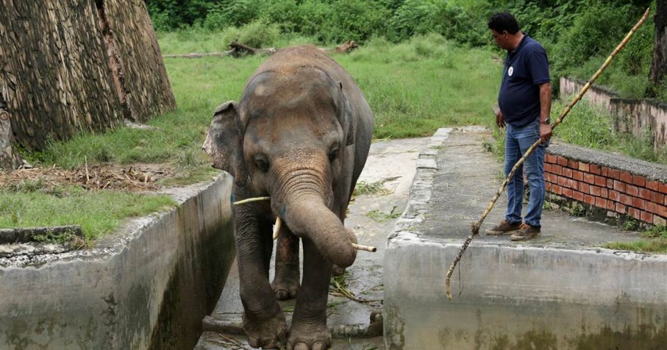 Animal, Elephant, Pakistani capital , Bauer , &ldquo;world&rsquo;s loneliest elephant&rdquo;