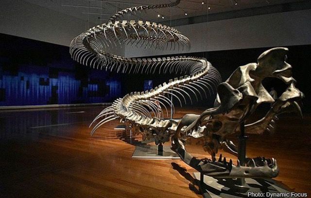 Titanoboa Snake Fossil Found In Colombia Titanoboa Snake Fossil Found In Colombia