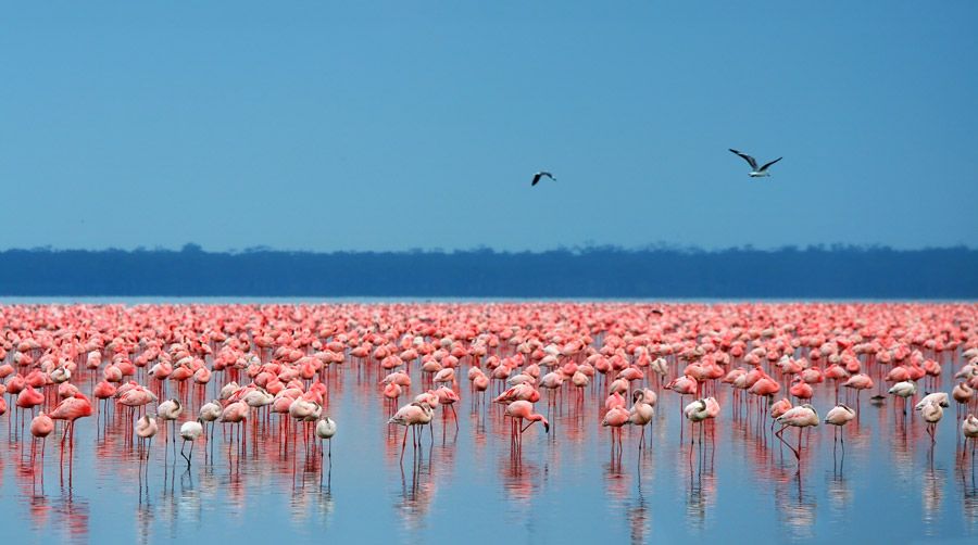Pink Flamingos, global pandemic, Kenya's Lake Nakuru, urban , birds Pink Flamingos, global pandemic, Kenya's Lake Nakuru, urban , birds