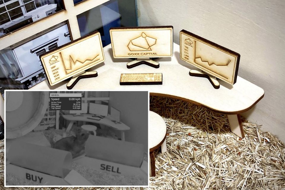 Goxx Capital, Owner , Cryptocurrencies , Hamster, bankruptcy