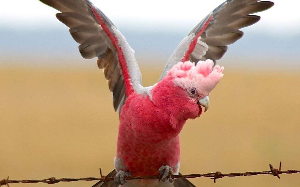 Mitchell's Cockatoo