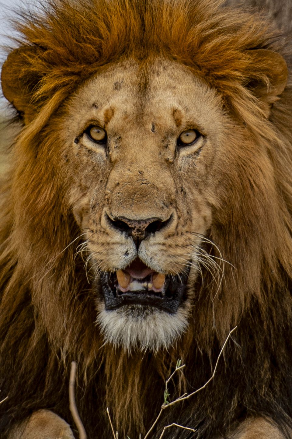 Pranay Patel, Wildlife photographer of India, best wild life photographer of India Pranay Patel, Pranay Patel Wildlife, Pranay, Praveg Communications, Praveg, Pranay Praveg, Wildlife Pranay , Wildlife Pranay Patel