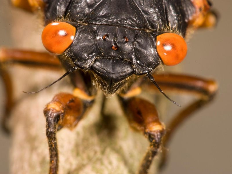 17-year periodical cicada, order Orthoptera, new york 17-year periodical cicada, order Orthoptera, new york
