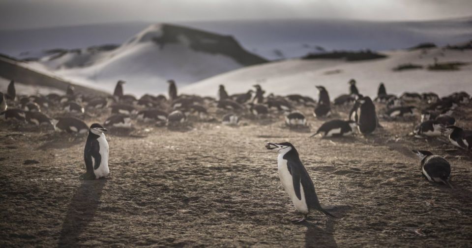 Antarctic ocean ice patterns , Paris Agreement, Reproducing accomplishment for Emperors, Dr Peter Fretwell., penguins, British Antarctic Survey (BAS), White Continent warms, Environmental Change, Satellites Find New Settlements Of Emperor Penguins Antarctic ocean ice patterns , Paris Agreement, Reproducing accomplishment for Emperors, Dr Peter Fretwell., penguins, British Antarctic Survey (BAS), White Continent warms, Environmental Change, Satellites Find New Settlements Of Emperor Penguins