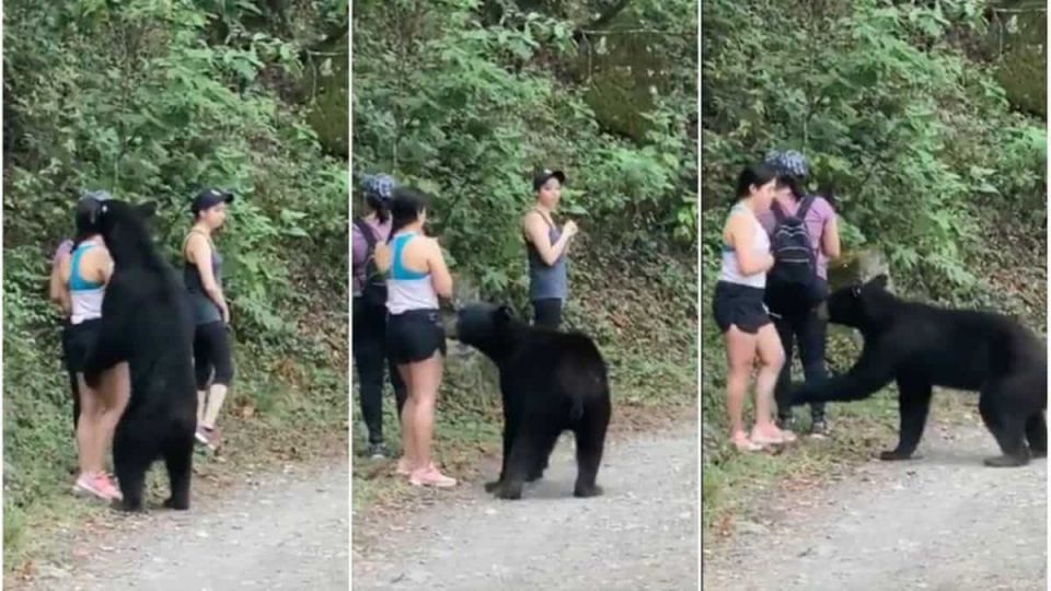 Chipinque Ecological Park, male mountain bear weighing 96kg, the amicable bear
