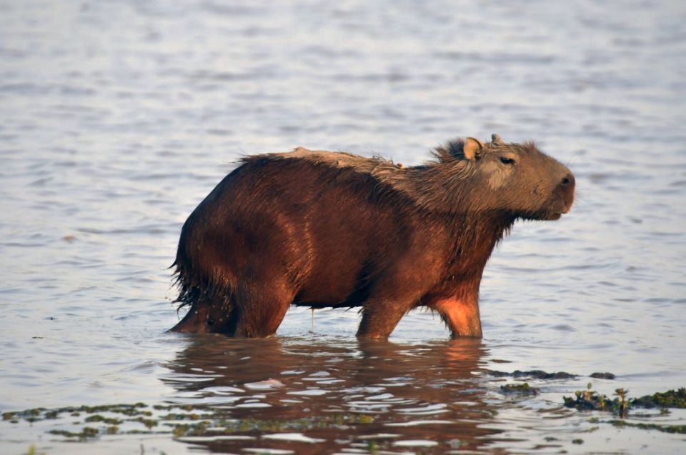 Josephoartigasia monesi, america, north america
