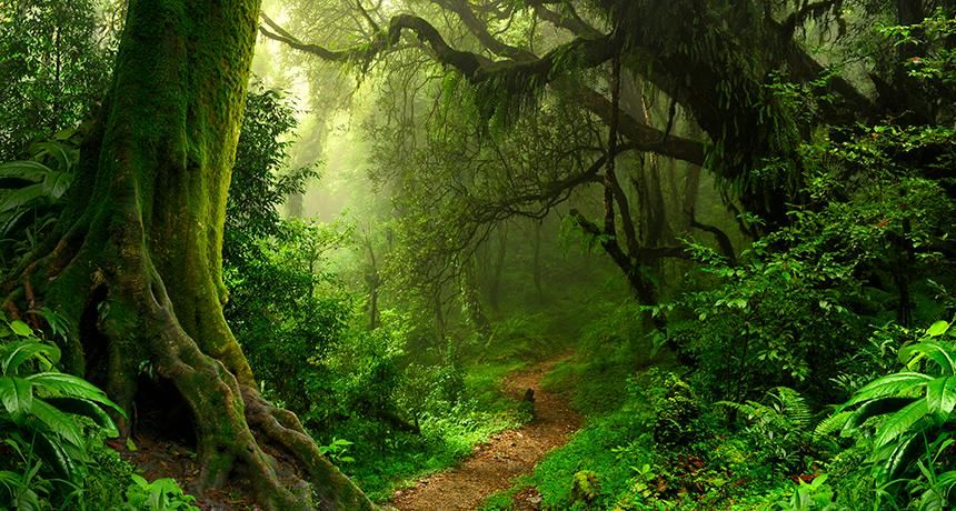 World Environment Day 2021, World Environment Day, World Day, Earth Day, World Environment, World Day 2021