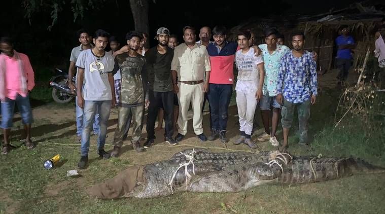 Vadodara , Forest Department, Raj Bhavsar, crocodile