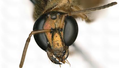 bee, Bilateral gynandromorph , hermaphrodite bee bee, Bilateral gynandromorph , hermaphrodite bee