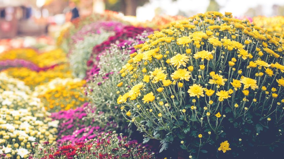 NASA, Plants, Chrysanthemum, Bamboo Palm, English IVY, Flamingo Lily, Money plants, Snake plants, Peace lily, NASA: This 7 plants clean the air in your home. NASA, Plants, Chrysanthemum, Bamboo Palm, English IVY, Flamingo Lily, Money plants, Snake plants, Peace lily, NASA: This 7 plants clean the air in your home.