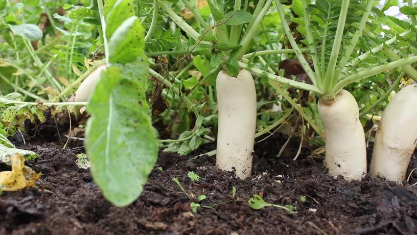 supplements , benefit your body , nutrient C, Reddish, Mooli supplements , benefit your body , nutrient C, Reddish, Mooli