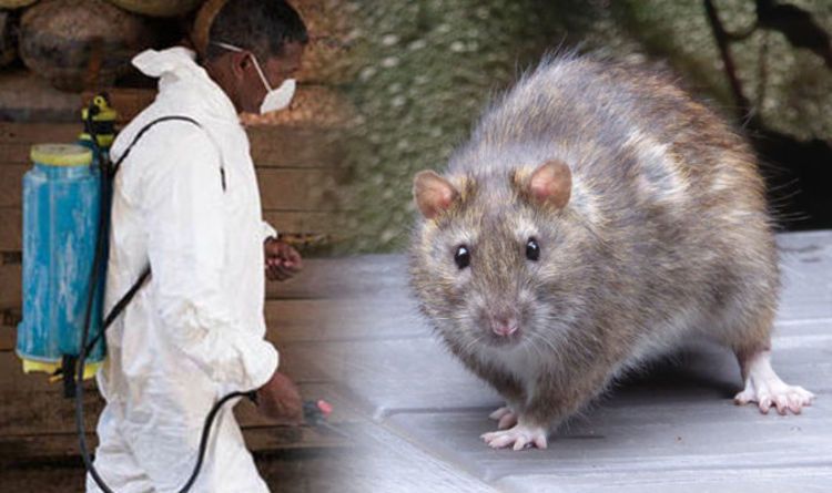Lassa fever, disease, rat, symptomatic, rats Lassa fever, disease, rat, symptomatic, rats
