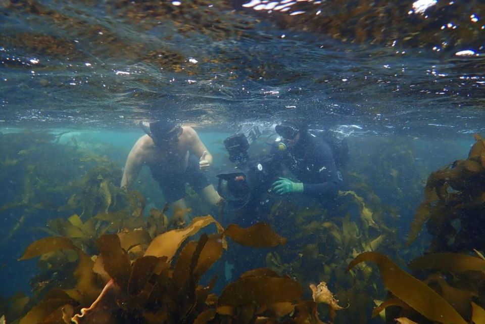 Bond With An Octopus,  Cape of Storms,  Craig Foster,  My Octopus Teacher,  Netflix,  Octopus