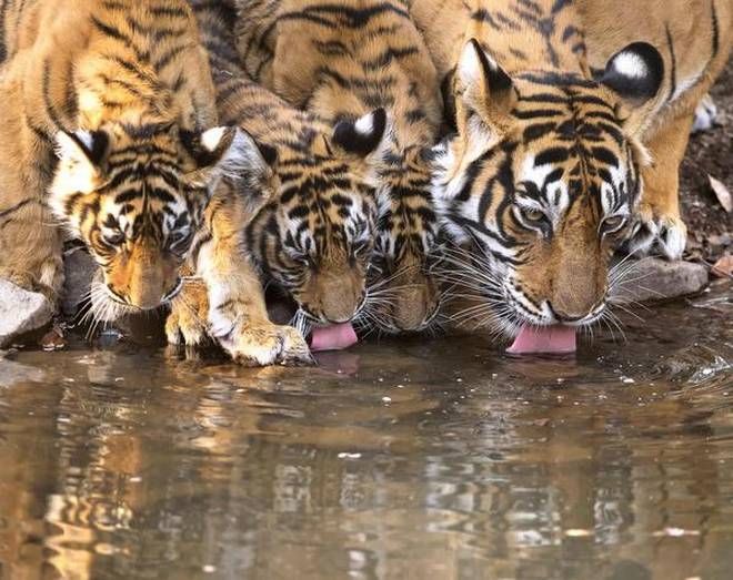 Thailand, species, Tigers, Siberian tiger, Global Tiger Day, 160 wild tigers left, global news, world news Thailand, species, Tigers, Siberian tiger, Global Tiger Day, 160 wild tigers left, global news, world news