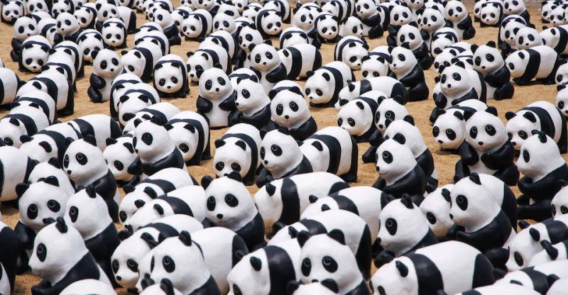 china, panda, mammoth panda, chengdu, Yellowstone National Park, multispecies umbrella methodology