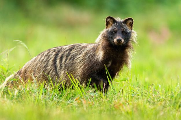 Friedrich Loeffler Institute, COVID, SARS, Raccoon Dog, Study Friedrich Loeffler Institute, COVID, SARS, Raccoon Dog, Study
