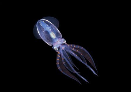 Thysanoteuthis rhombus, Japna and Okinawa.