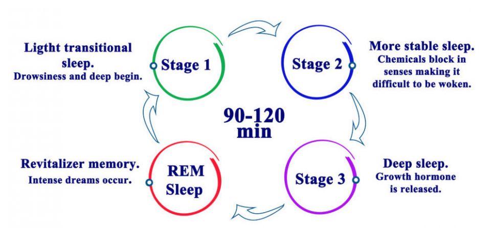 sleep, deep sleep, REM, Human sleep, deep sleep, REM, Human