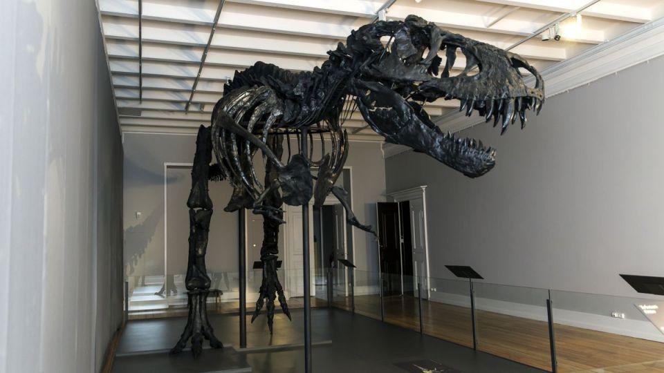 Latest Species , Dinosaur, Tyrannosaurus, Paleontologists , University of Southampton , Cretaceous, fragile skeleton , world news, global news Latest Species , Dinosaur, Tyrannosaurus, Paleontologists , University of Southampton , Cretaceous, fragile skeleton , world news, global news