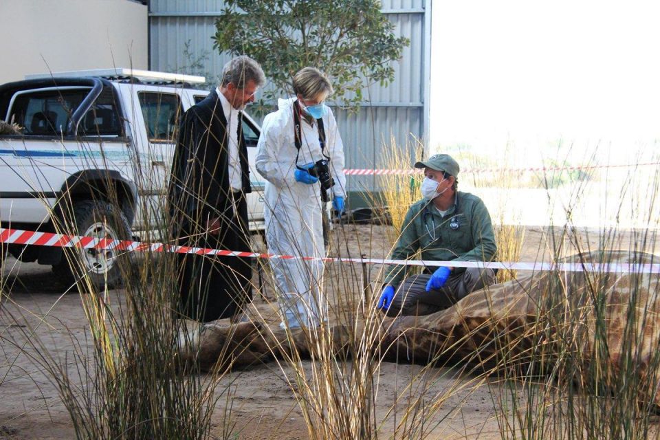 South Africa's CSI: Safeguarding Wildlife, South Africa's CSI, South Africa, safeguarding Wildlife , Wildlife South Africa's CSI: Safeguarding Wildlife, South Africa's CSI, South Africa, safeguarding Wildlife , Wildlife