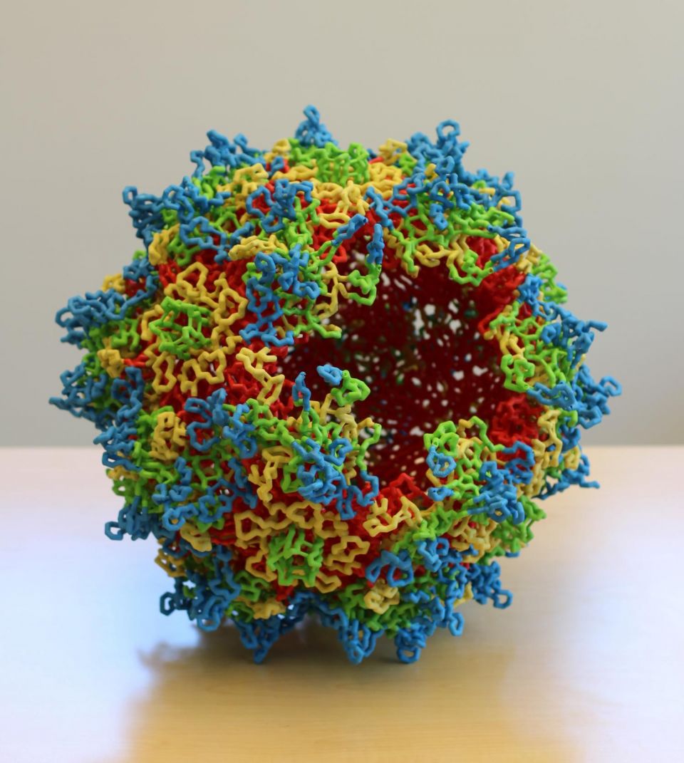 virus, adeno-associated virus, AAV, Bob Atchison, Dependoparvovirus