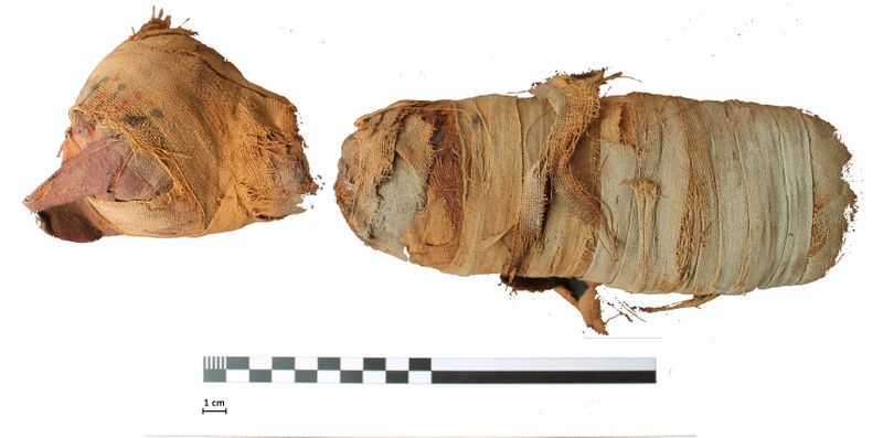 Egyptian mummy, cat, snake, urban center university Egyptian mummy, cat, snake, urban center university