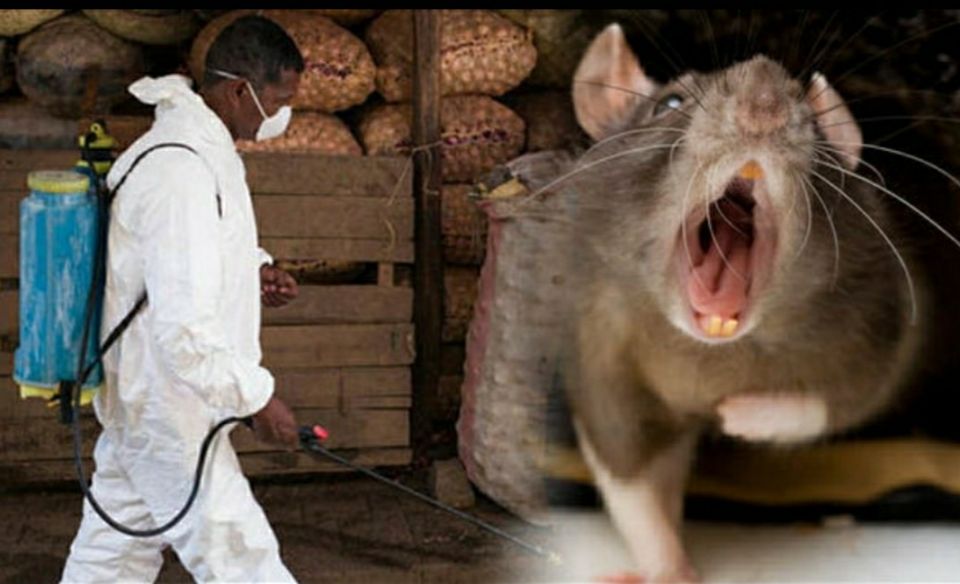 Black Death virus, plague, fever, chills, vomiting, diarrhea, terrible aches, pains, death Black Death virus, plague, fever, chills, vomiting, diarrhea, terrible aches, pains, death