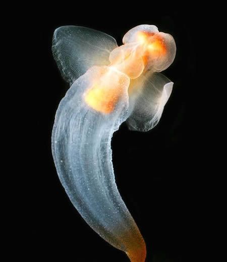 sea, sea life, ocen, new species, ocean life, discovery, Isoparactis fionae, Haussermann, 100 new species sea, sea life, ocen, new species, ocean life, discovery, Isoparactis fionae, Haussermann, 100 new species