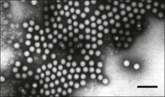 communicable diseases, virus, cosavirus, Brazil, Disease communicable diseases, virus, cosavirus, Brazil, Disease