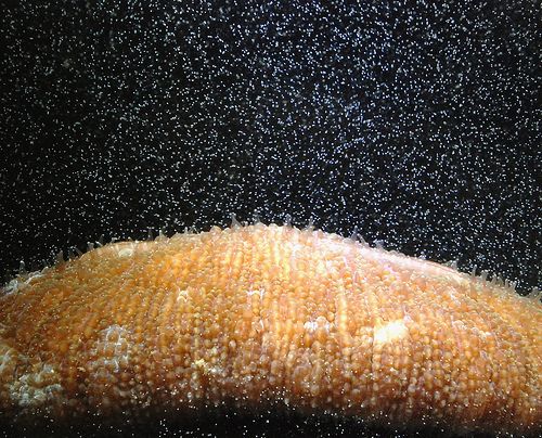 Coral reefs, coral sex, CORALIUM Laboratory, scientist, water Coral reefs, coral sex, CORALIUM Laboratory, scientist, water