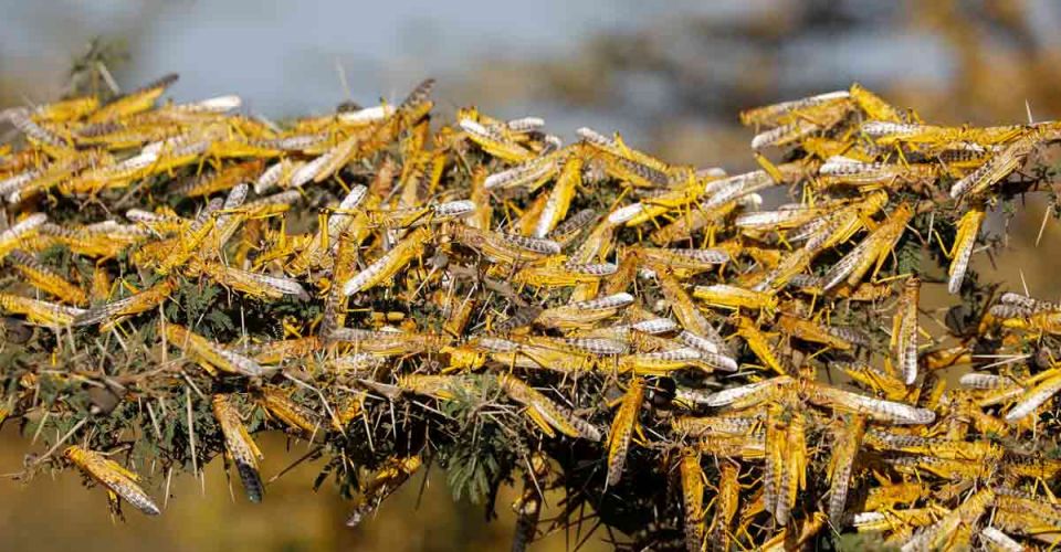 india, locusts attack, Locust Attack india, locusts attack, Locust Attack