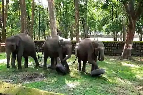 elephants gym, uttrakhand, elephants, Rajaji Tiger Reserve park