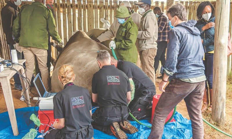 Scientists, rhinoceros, Baby, Central African Republic, Scientists athletics Scientists, rhinoceros, Baby, Central African Republic, Scientists athletics