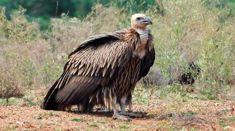 Himalayan Griffin vulture, Himalayan vulture, Vulture, Vulture india Himalayan Griffin vulture, Himalayan vulture, Vulture, Vulture india