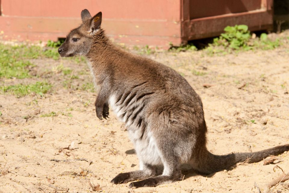 Kangaroo, wallabies, wallaroo, Kangaroo the family of Macropodidae origin to Australia., northeastern Queensland