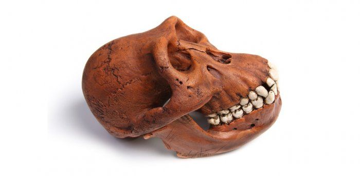 Fossil, monkey species, cows, deer, goats, Europe to Asia Fossil, monkey species, cows, deer, goats, Europe to Asia