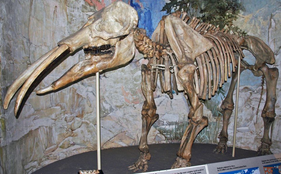 Gemphotherium, North America, elephants, Gomphotherium Elephant, wildlife, mammal, unique, tusks Gemphotherium, North America, elephants, Gomphotherium Elephant, wildlife, mammal, unique, tusks