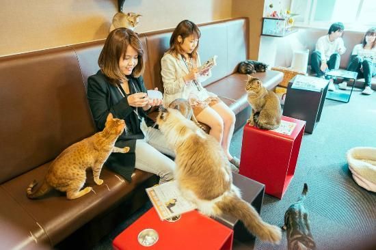 calico cat cafe, japan, World Weirdest Restaurants