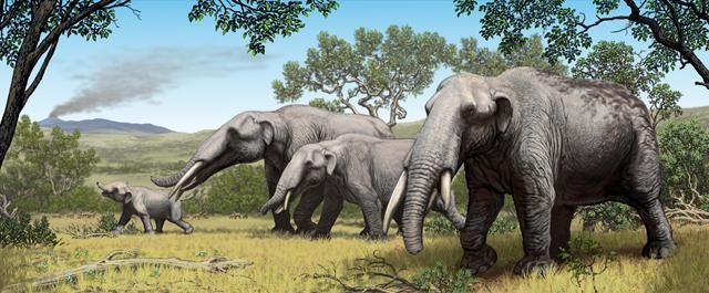 Gemphotherium, North America, elephants, Gomphotherium Elephant, wildlife, mammal, unique, tusks Gemphotherium, North America, elephants, Gomphotherium Elephant, wildlife, mammal, unique, tusks