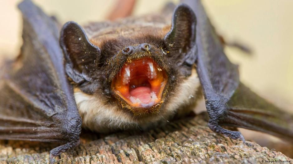 ABLV, Australian Bat Animal Virus, Bat, Human, Rabies, viruses, animal virus ABLV, Australian Bat Animal Virus, Bat, Human, Rabies, viruses, animal virus