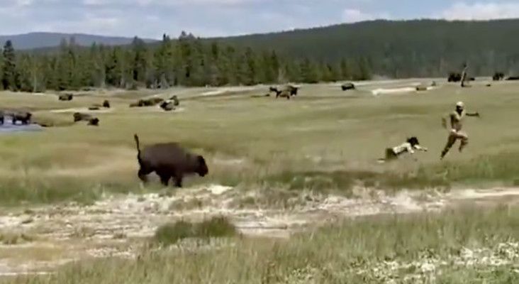 Yellowstone, Yellowstone National Park, bison, the lady, Play lifeless, play lifeless, Theodore Roosevelt National Park, Yellowstone bison biologist Yellowstone, Yellowstone National Park, bison, the lady, Play lifeless, play lifeless, Theodore Roosevelt National Park, Yellowstone bison biologist