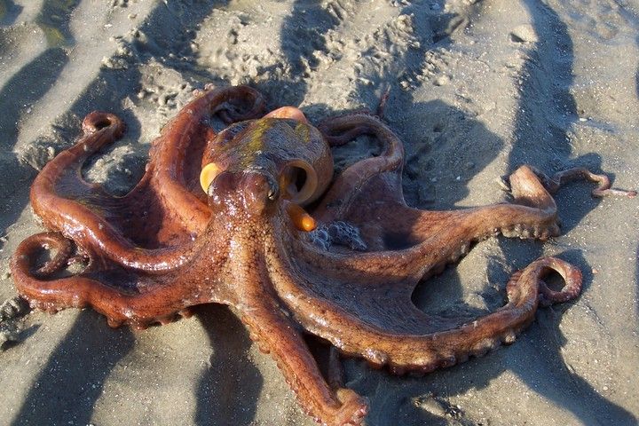Octopus, octopuses, oceans, human Octopus, octopuses, oceans, human