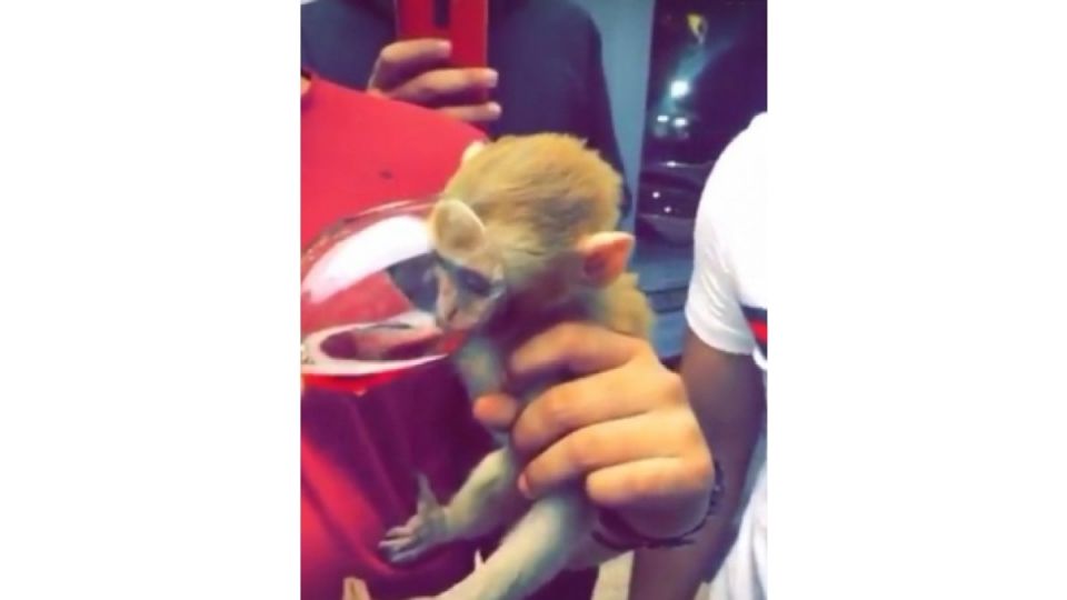 animal abuse, Kamaljit Singh, monkey animal abuse, Kamaljit Singh, monkey