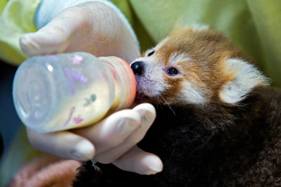 Toronto Zoo, Red panda, 2-year old, pregnant there in 24 years., panda&rsquo;s being pregnant, cubs , endangered species, breeding, nursing, healthy cubs