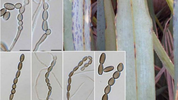 Mycologists, plant, COVID, Netherlands, flora species, Purdue University scientist Danny Haelewaters Mycologists, plant, COVID, Netherlands, flora species, Purdue University scientist Danny Haelewaters