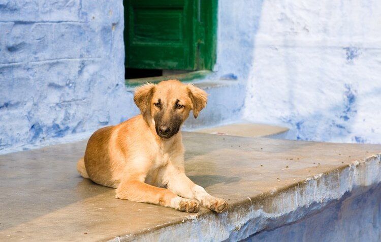 which-dog-is-best-for-home-pet-in-india